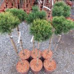 Borovica horská (Pinus mugo) ´WINTERGOLD´ – výška 80-90 cm, kont. C5L - NA KMIENKU